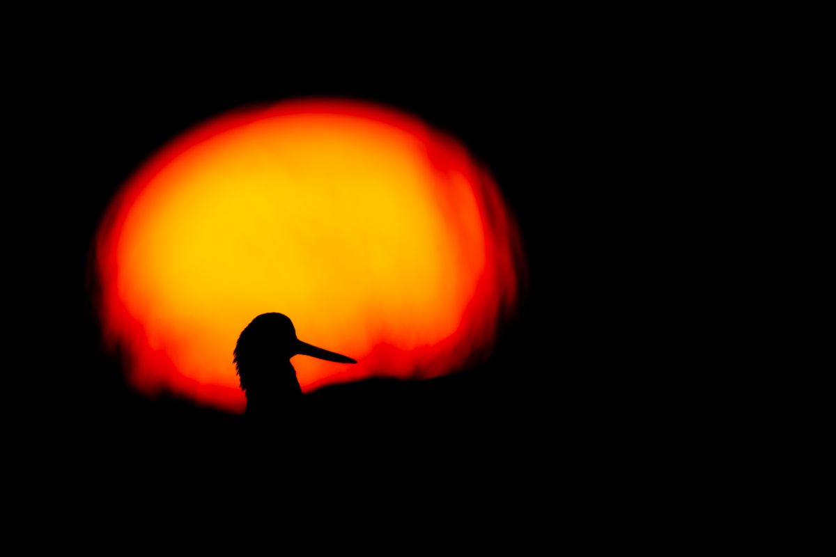 Galerie mit Vogelfotos von Limikolen, fotografiert von Naturfotograf Nicolas Stettler..