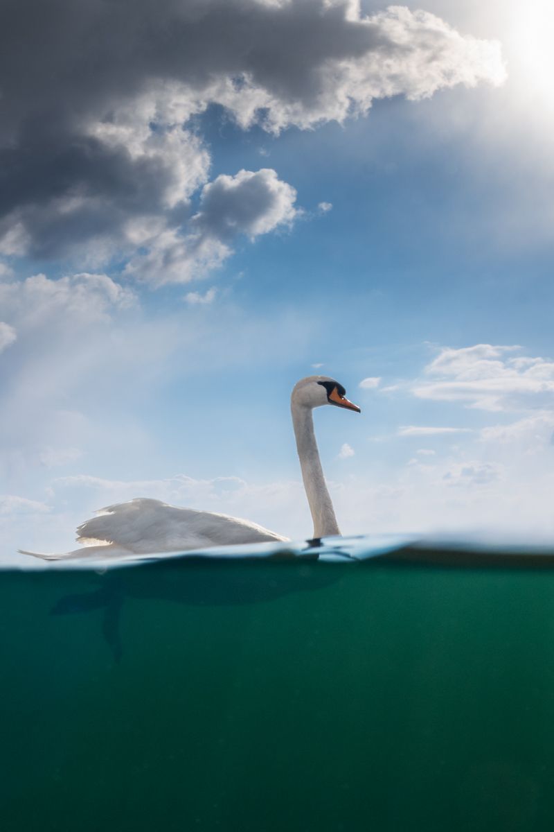 Gallery of water birds images of nature photographer Nicolas Stettler.