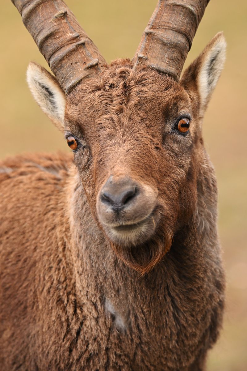 Galerie mit Biber Fotos, fotografiert von Naturfotograf Nicolas Stettler.