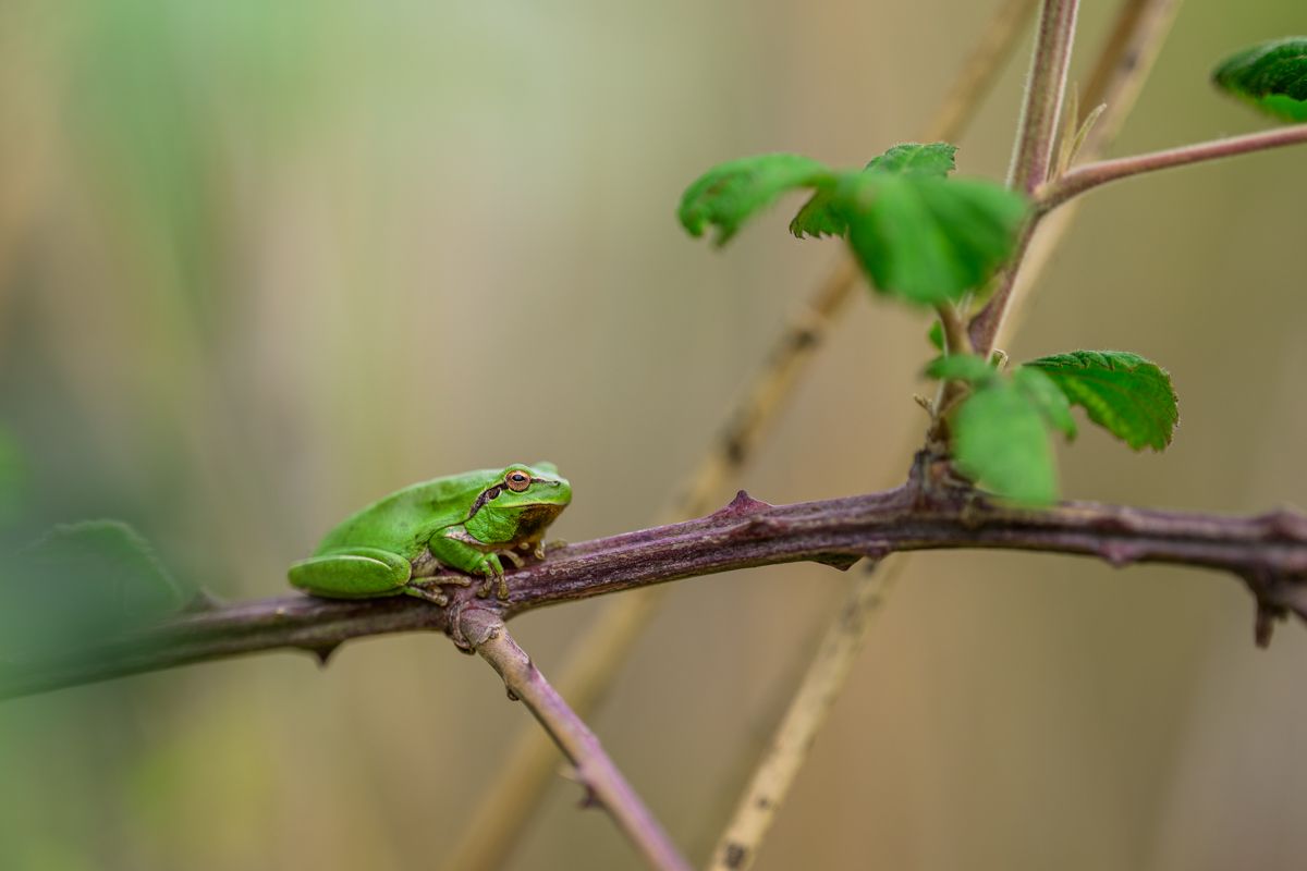 Schon seit längerem habe ich mit dem Nikon Z 135 1.8 geliebäugelt. So hatte ich das Objektiv immer mal wieder testweise ausgeliehen. Was mich nun zum Kaufentscheid bewegt hat, liest du im Artikel.