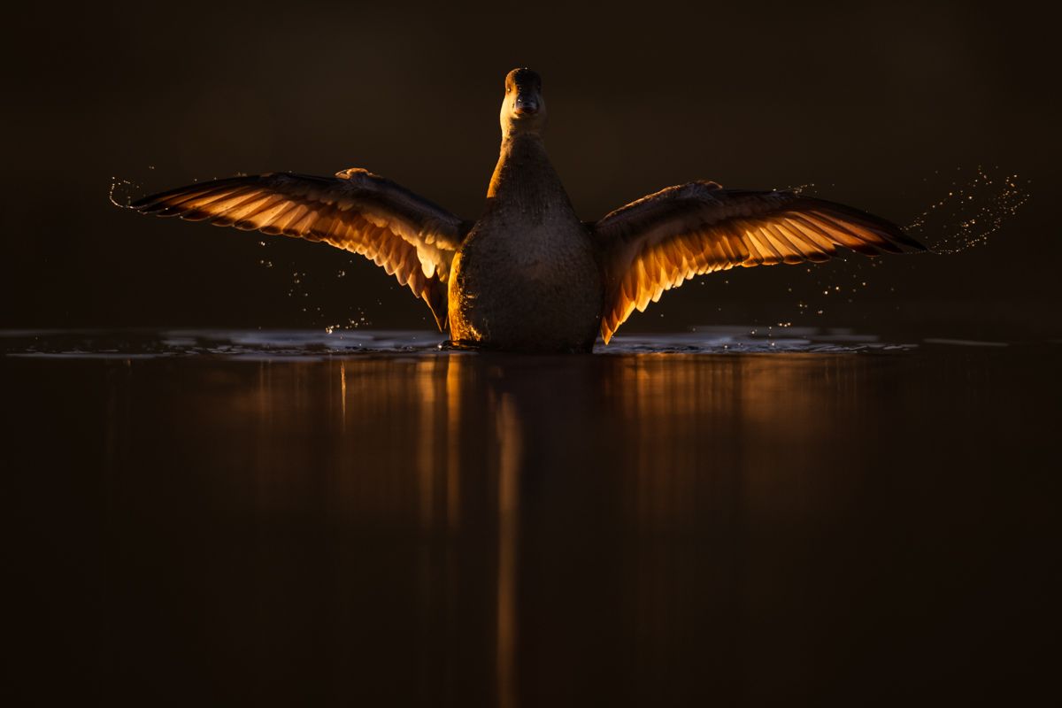 Galerie mit Vogelfotos von Wasservögeln, fotografiert von Naturfotograf Nicolas Stettler..