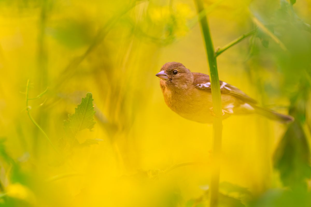 Portfolio von Naturfotograf Nicolas Stettler.