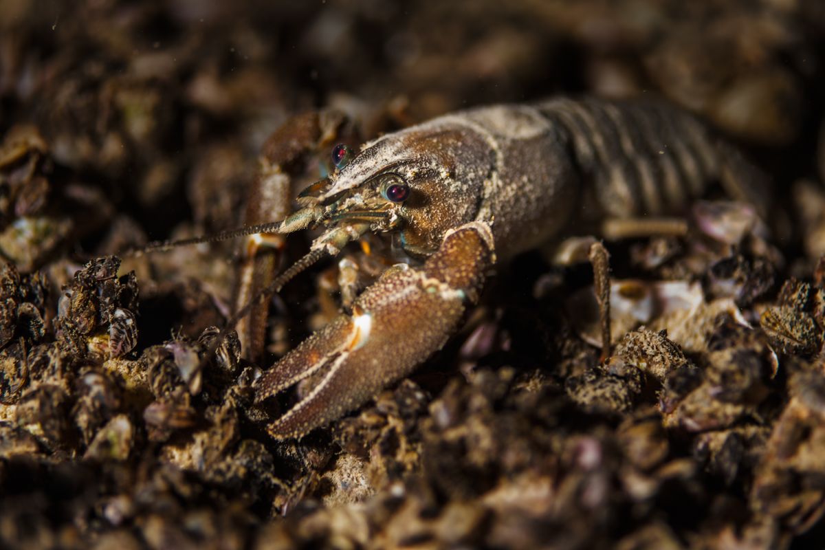 Galerie mit Fotos von Fische, fotografiert von Naturfotograf Nicolas Stettler..