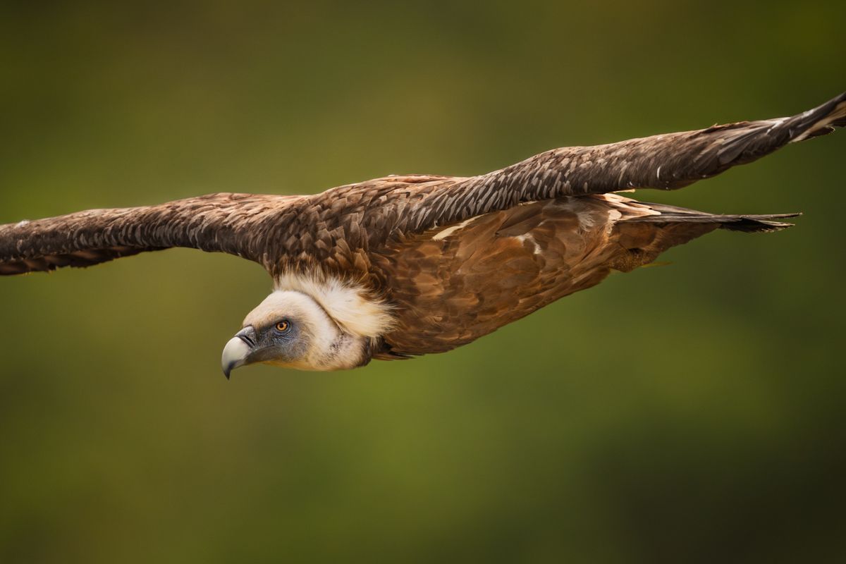 Greifvögel fotografiert von Nicolas Stettler.