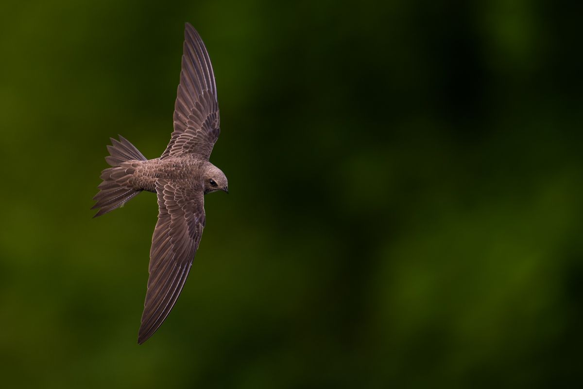 Gallery of swifts and swallows, photographed by nature photographer Nicolas Stettler.