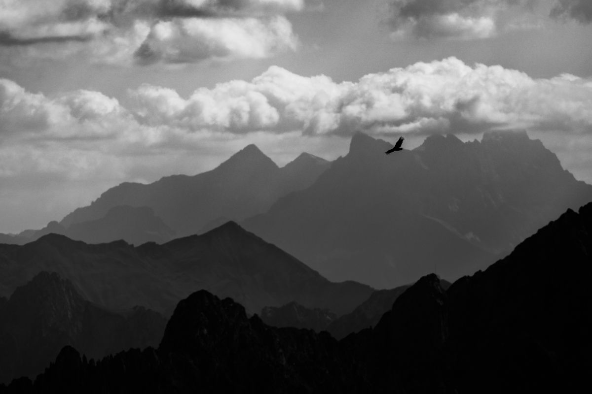 Gallery of raptor images of nature photographer Nicolas Stettler.