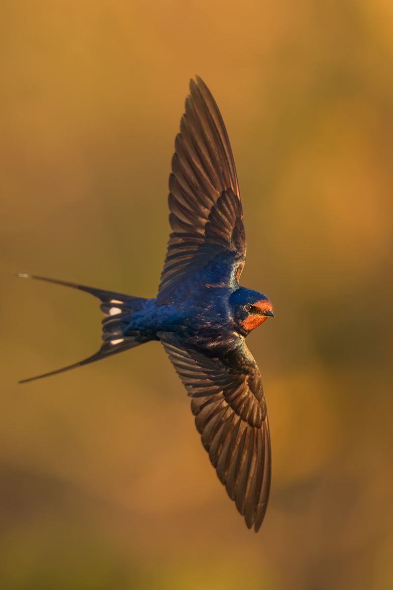 Gallery of swifts and swallows, photographed by nature photographer Nicolas Stettler.