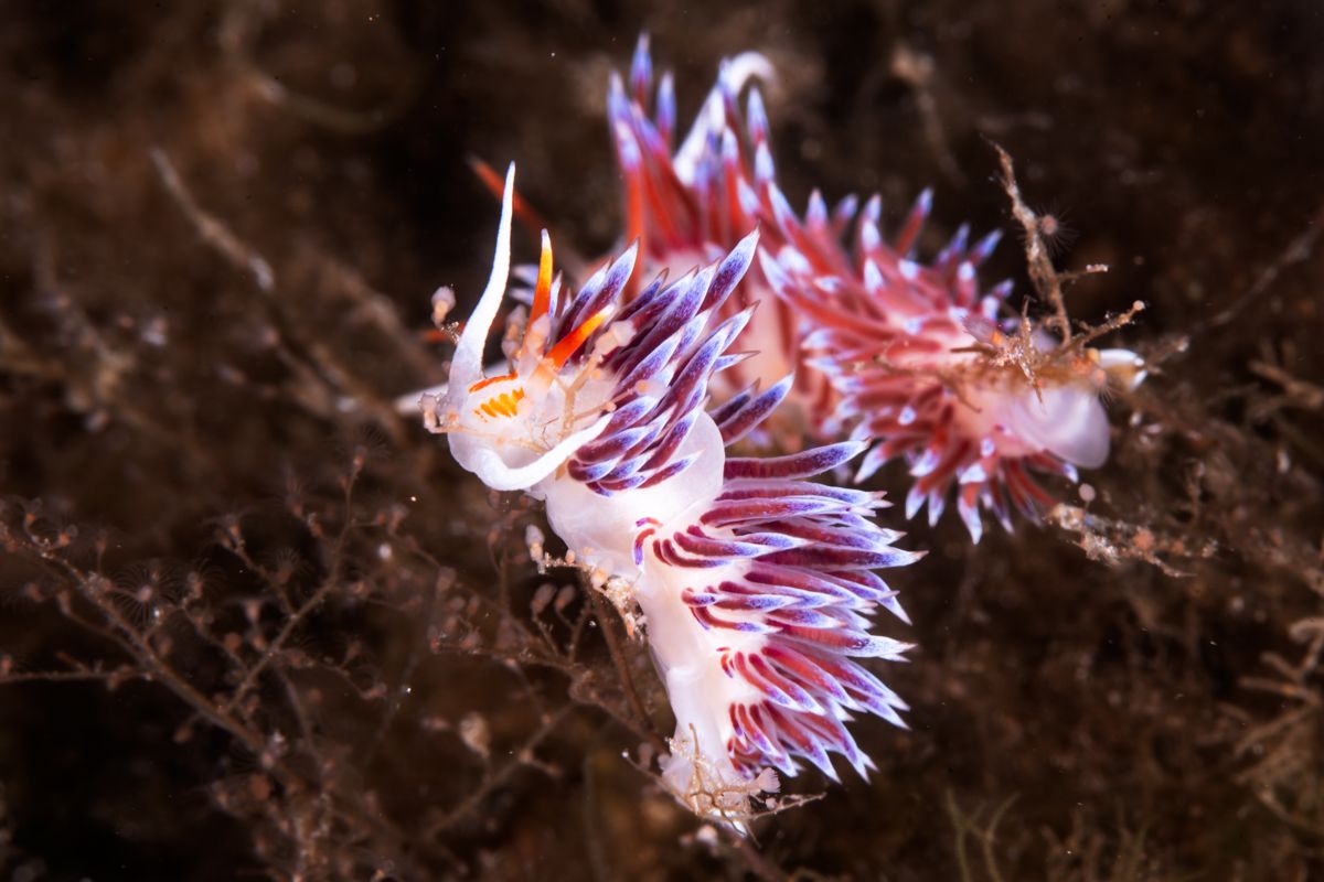 Galerie mit Fotos von Fische, fotografiert von Naturfotograf Nicolas Stettler..