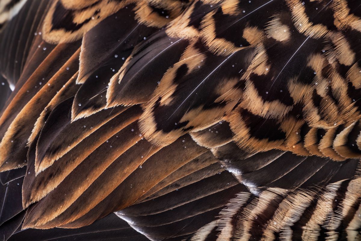 Gallery of water birds images of nature photographer Nicolas Stettler.