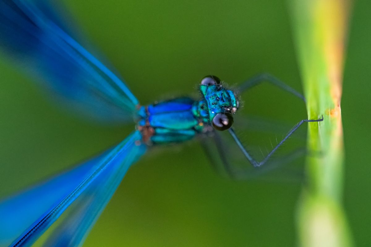 Galerie mit Vogelfotos von Insekten, fotografiert von Naturfotograf Nicolas Stettler..