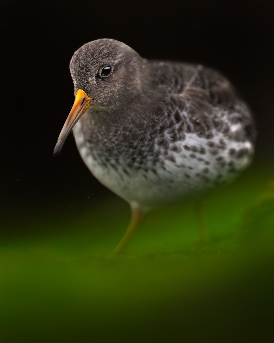 Galerie mit Vogelfotos von Limikolen, fotografiert von Naturfotograf Nicolas Stettler..