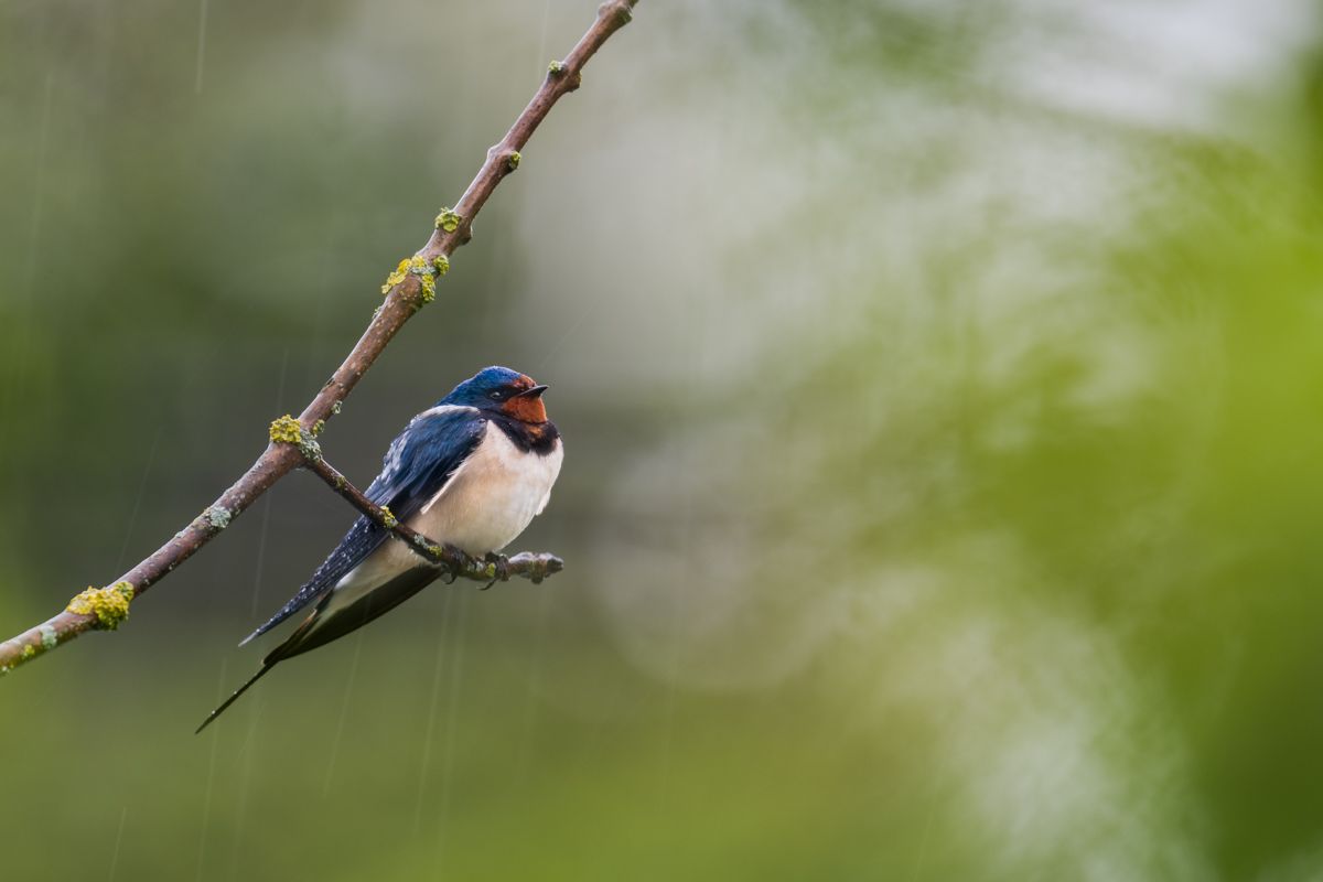 Gallery of songbirds, photographed by nature photographer Nicolas Stettler.