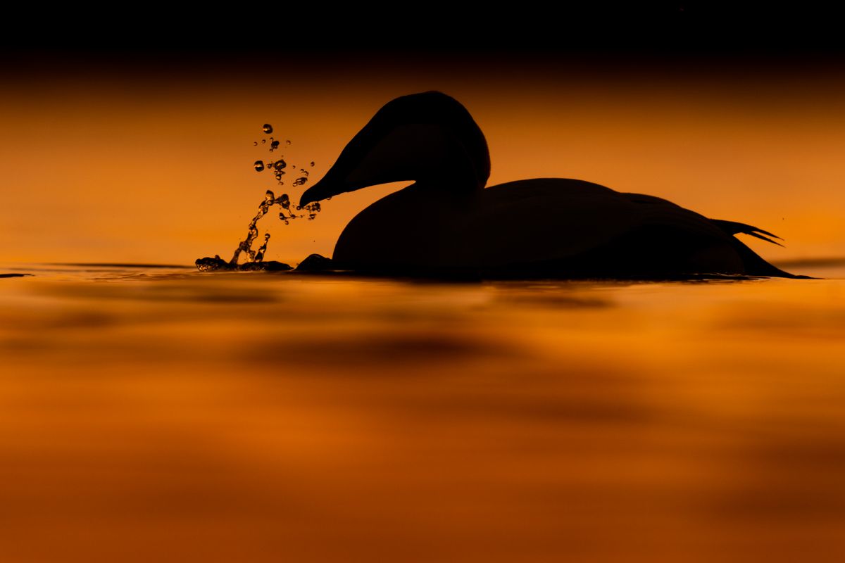 Galerie mit Vogelfotos von Wasservögeln, fotografiert von Naturfotograf Nicolas Stettler..