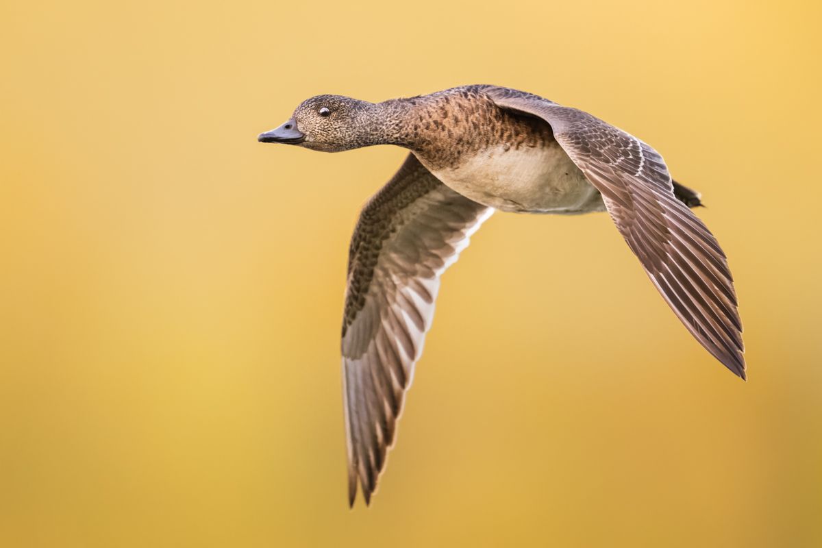 Gallery of water birds images of nature photographer Nicolas Stettler.