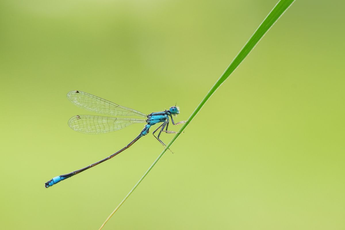 Galerie mit Vogelfotos von Insekten, fotografiert von Naturfotograf Nicolas Stettler..