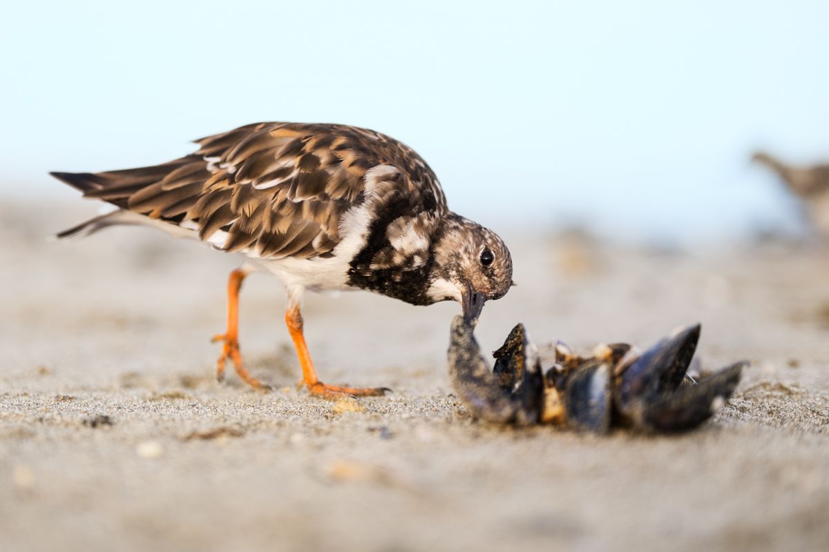 Galerie mit Vogelfotos von Limikolen, fotografiert von Naturfotograf Nicolas Stettler..