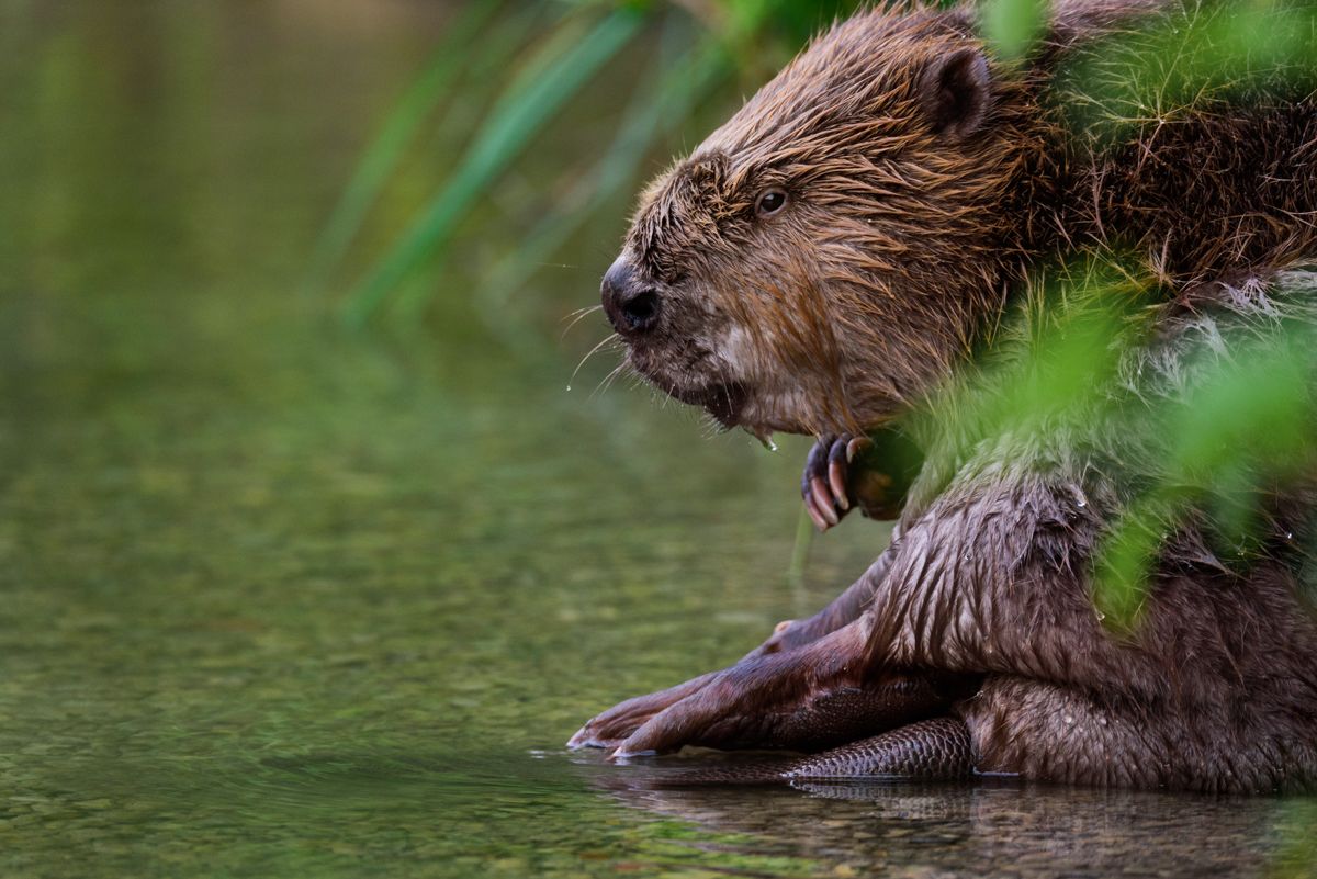 Gallery of fish, photographed by nature photographer Nicolas Stettler.