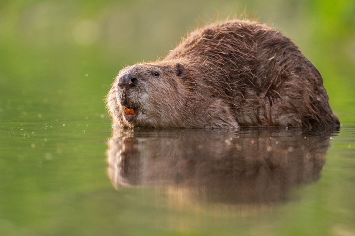 Gallery of fish, photographed by nature photographer Nicolas Stettler.