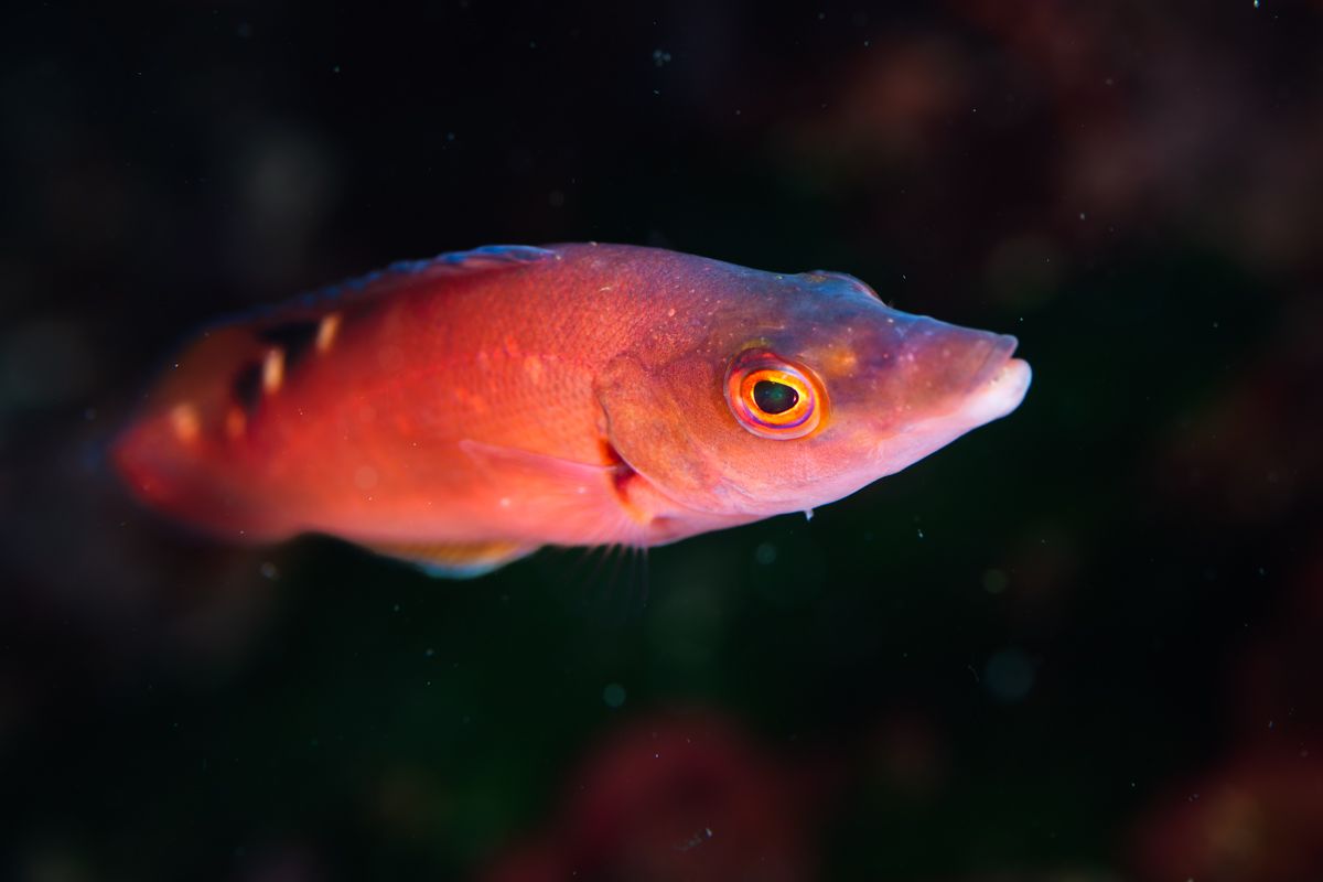 Galerie mit Fotos von Fische, fotografiert von Naturfotograf Nicolas Stettler..