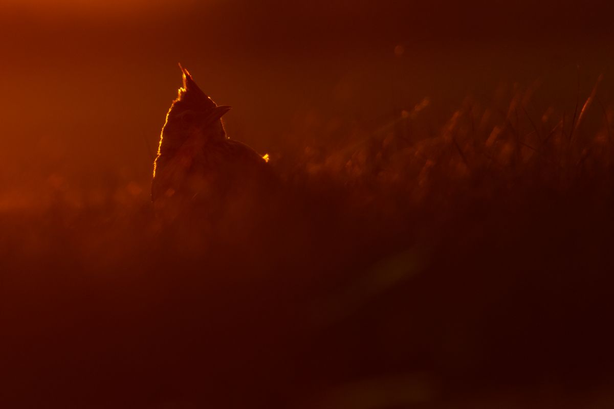 Gallery of songbirds, photographed by nature photographer Nicolas Stettler.