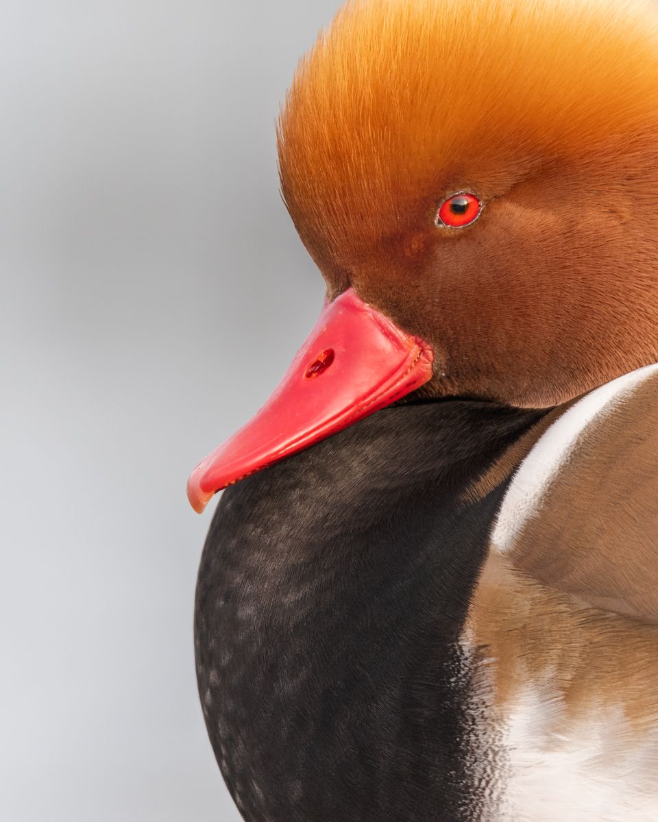 Portfolio von Naturfotograf Nicolas Stettler.