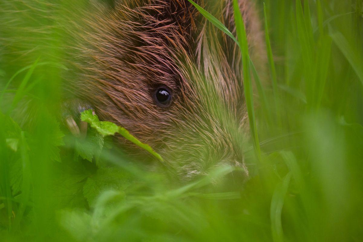 Gallery of fish, photographed by nature photographer Nicolas Stettler.