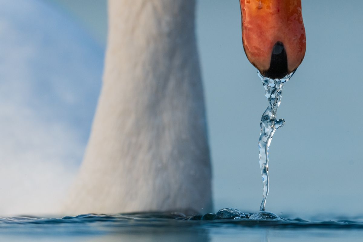 Galerie mit Vogelfotos von Wasservögeln, fotografiert von Naturfotograf Nicolas Stettler..