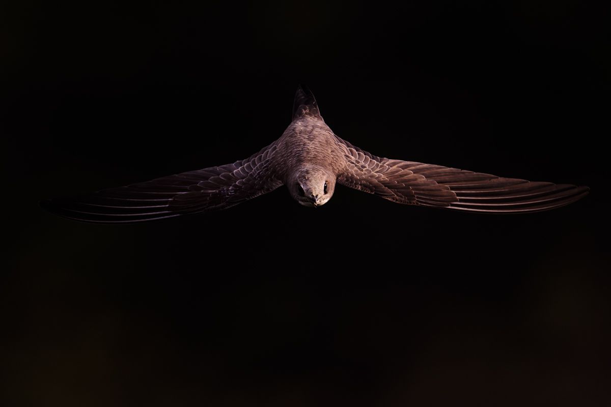 Gallery of swifts and swallows, photographed by nature photographer Nicolas Stettler.