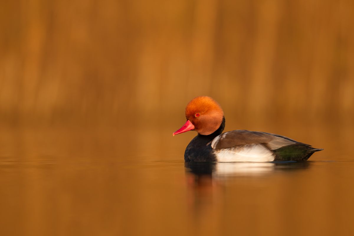 Galerie mit Vogelfotos von Wasservögeln, fotografiert von Naturfotograf Nicolas Stettler..