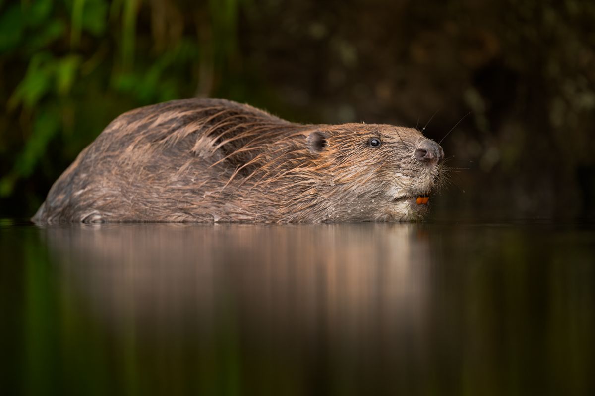 Gallery of fish, photographed by nature photographer Nicolas Stettler.