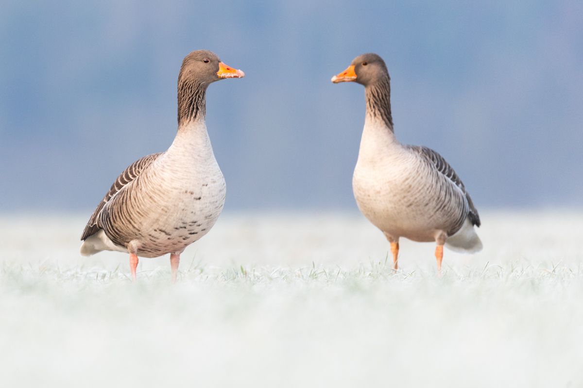 Galerie mit Vogelfotos von Wasservögeln, fotografiert von Naturfotograf Nicolas Stettler..