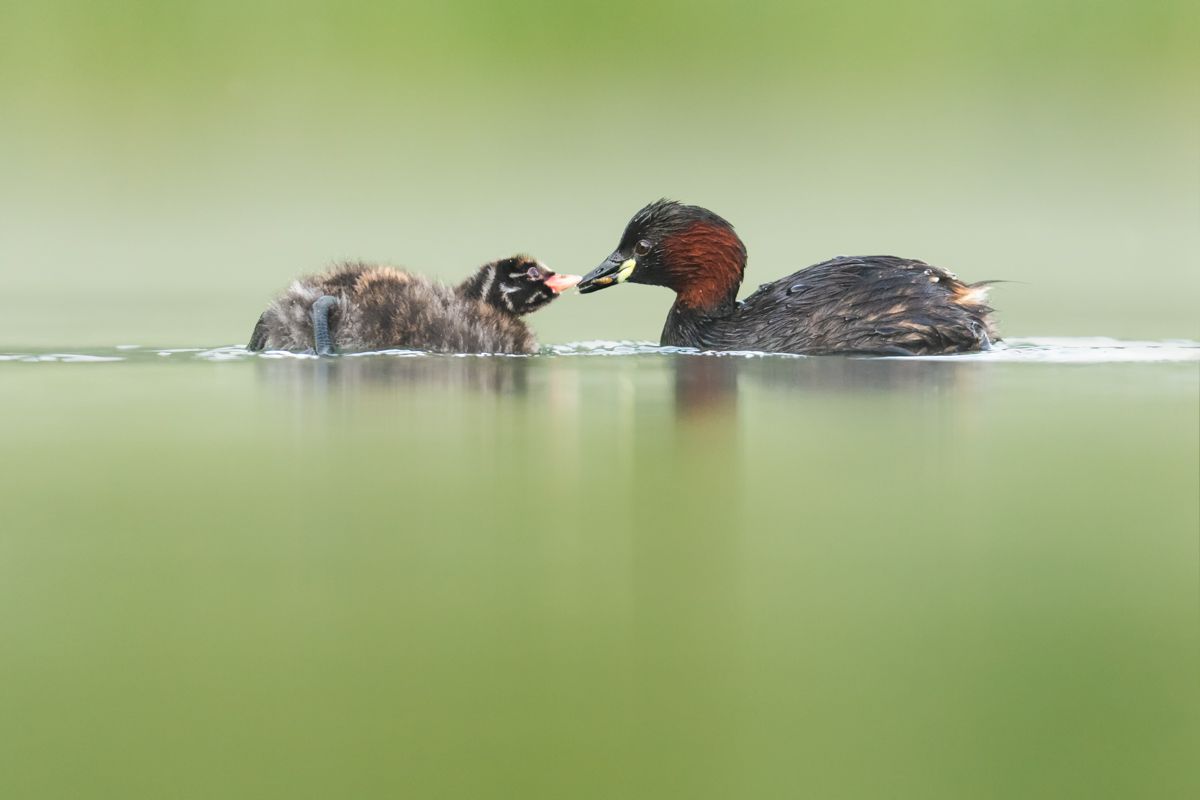 Gallery of water birds images of nature photographer Nicolas Stettler.