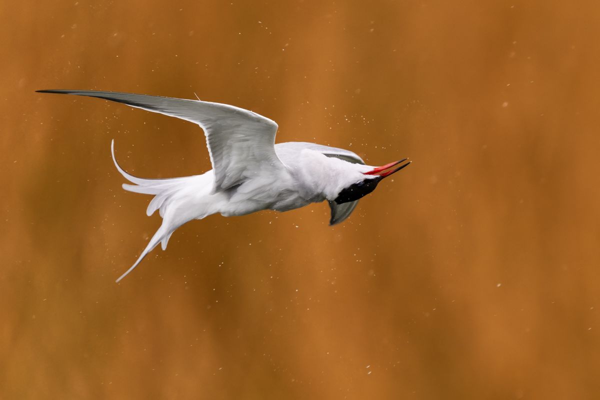 Galerie mit Vogelfotos von Wasservögeln, fotografiert von Naturfotograf Nicolas Stettler..