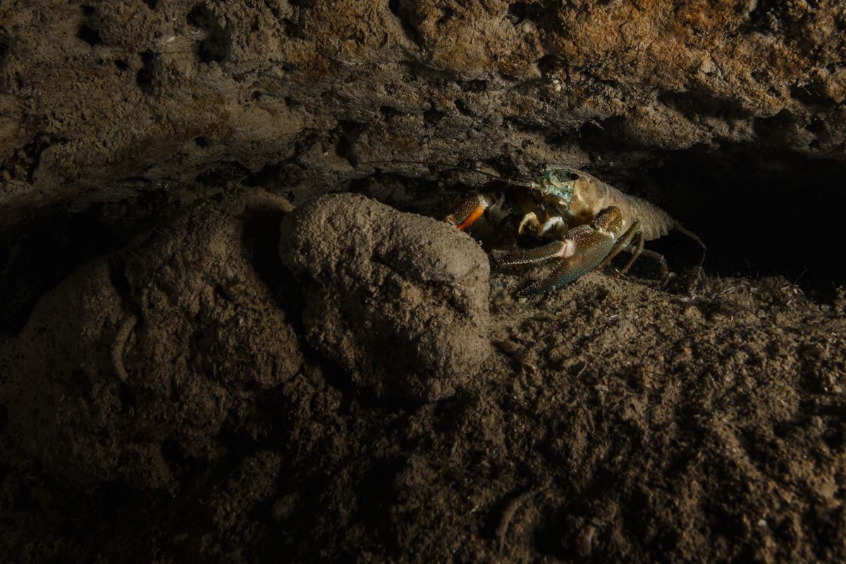 Galerie mit Fotos von Fische, fotografiert von Naturfotograf Nicolas Stettler..