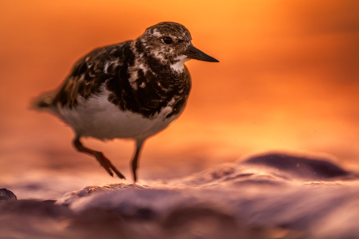 Galerie mit Vogelfotos von Limikolen, fotografiert von Naturfotograf Nicolas Stettler..