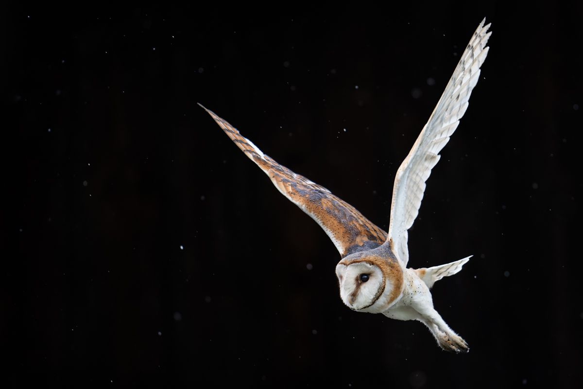 Portfolio von Naturfotograf Nicolas Stettler.