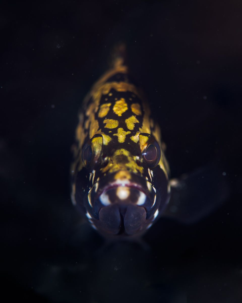 Galerie mit Fotos von Fische, fotografiert von Naturfotograf Nicolas Stettler..