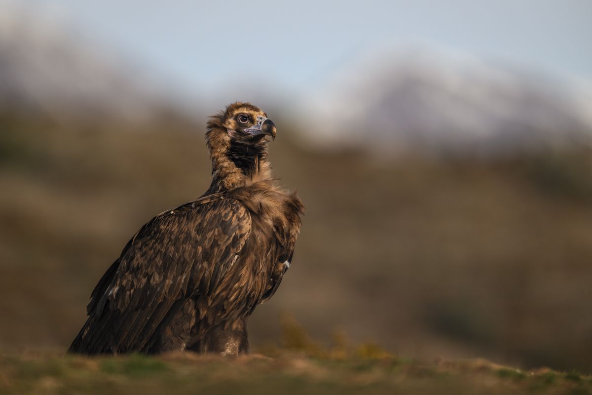 Galerie mit Fotos von Greifvögeln, fotografiert von Naturfotograf Nicolas Stettler.