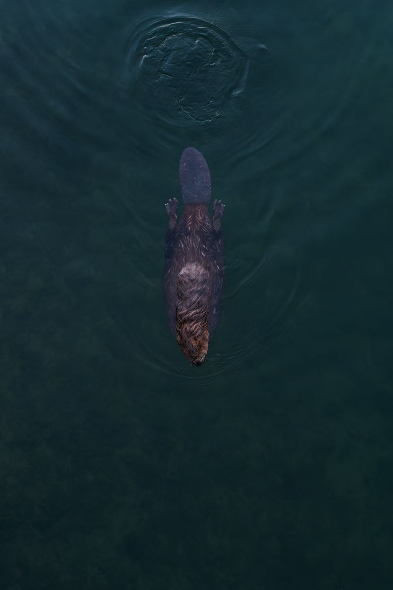 Gallery of fish, photographed by nature photographer Nicolas Stettler.