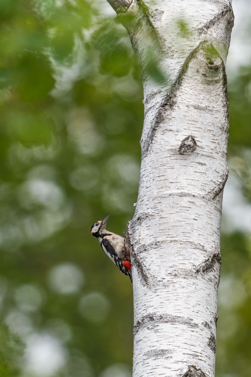 Gallery of songbirds, photographed by nature photographer Nicolas Stettler.