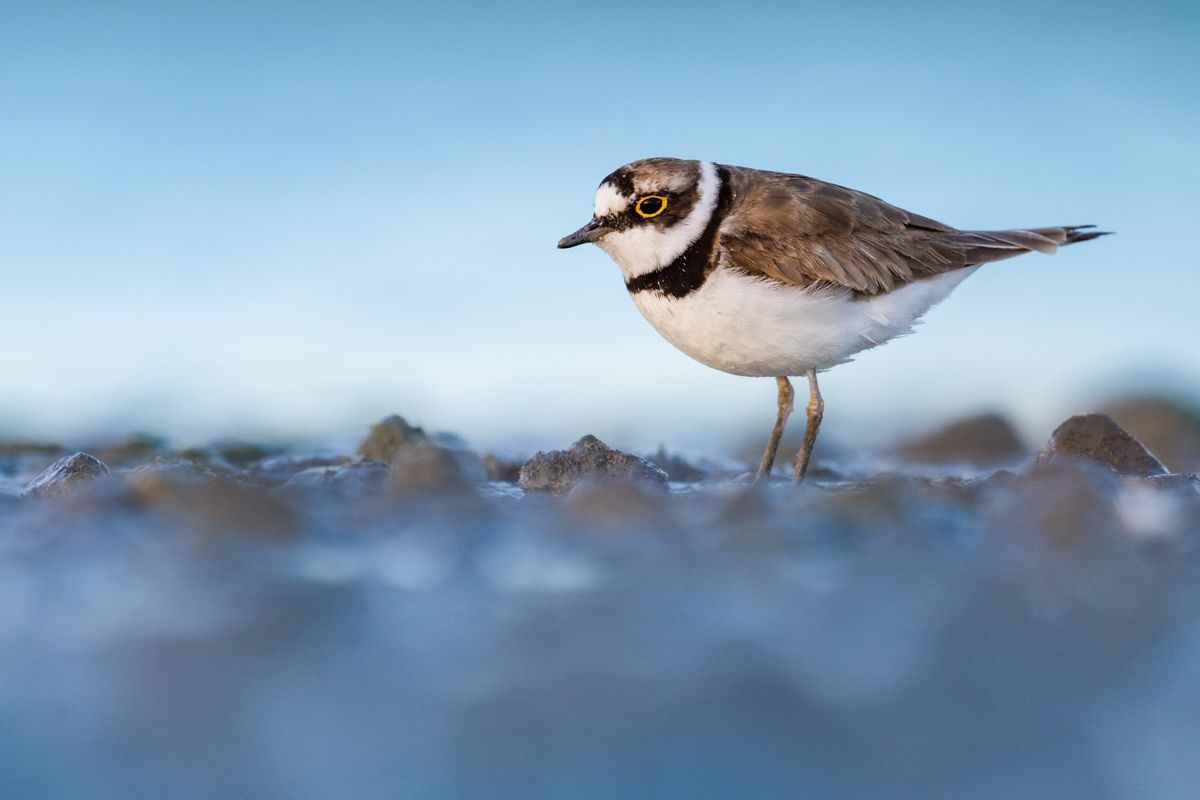 Galerie mit Vogelfotos von Limikolen, fotografiert von Naturfotograf Nicolas Stettler..