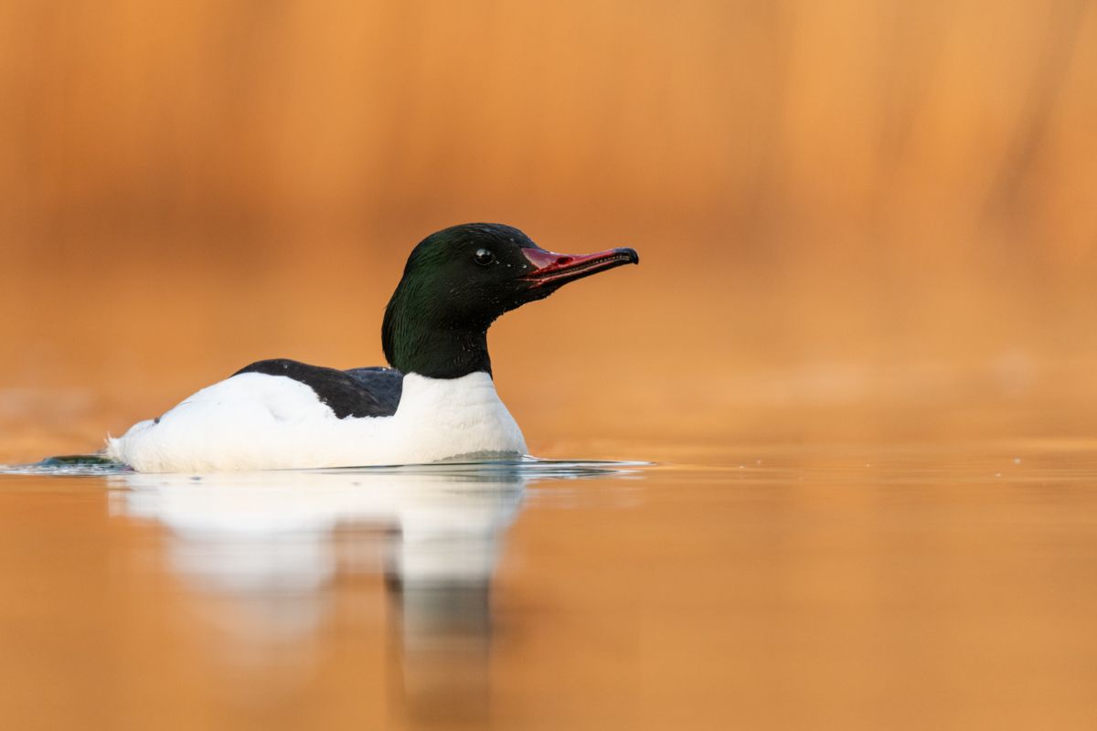 Galerie mit Vogelfotos von Wasservögeln, fotografiert von Naturfotograf Nicolas Stettler..