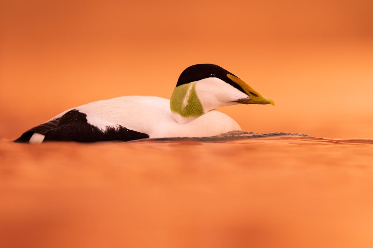 Gallery of water birds images of nature photographer Nicolas Stettler.