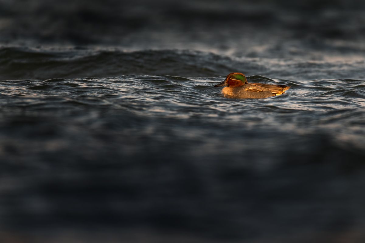 Galerie mit Vogelfotos von Wasservögeln, fotografiert von Naturfotograf Nicolas Stettler..