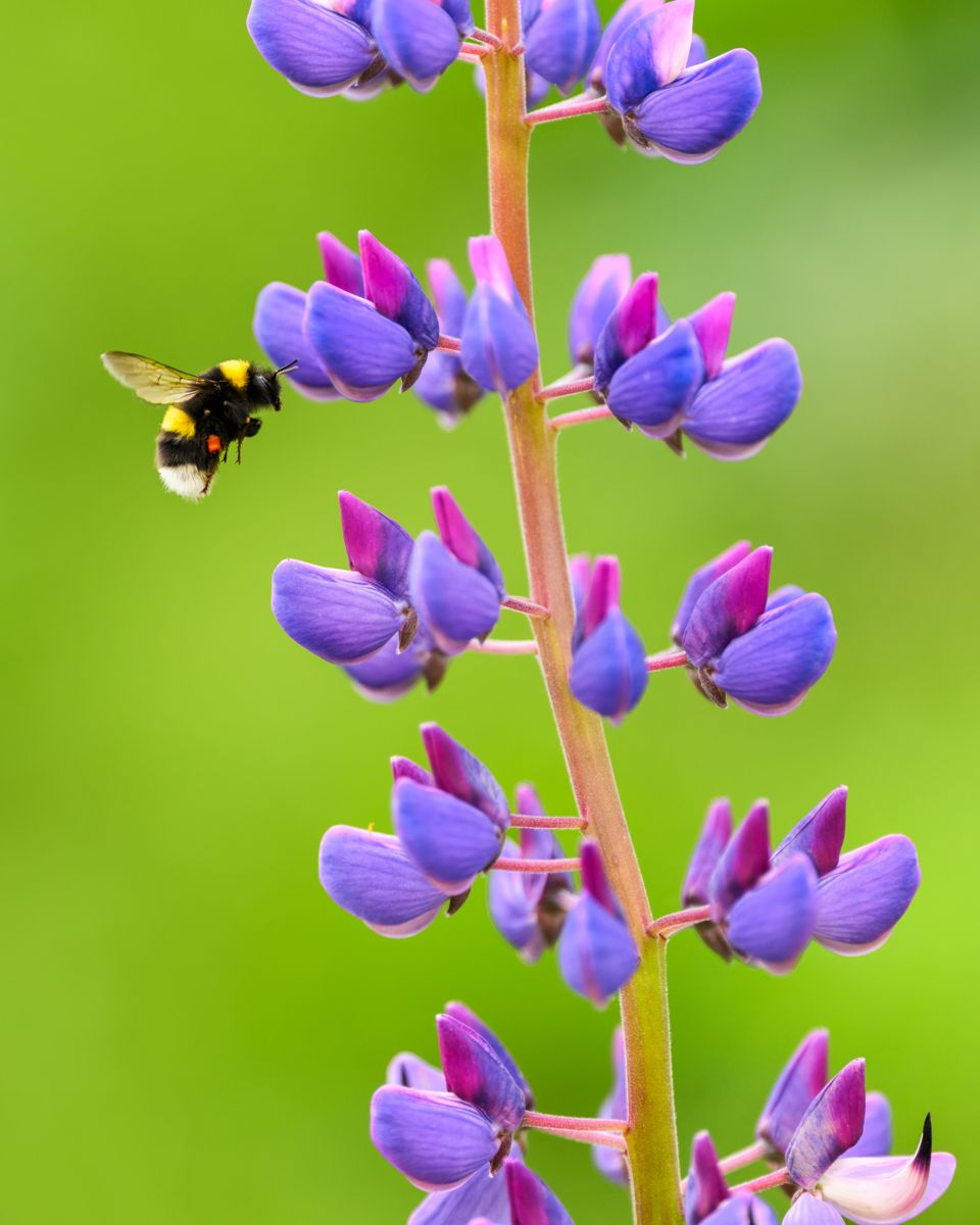 Galerie mit Vogelfotos von Insekten, fotografiert von Naturfotograf Nicolas Stettler..