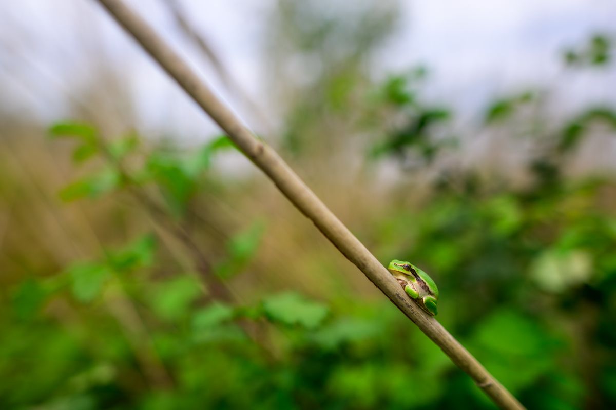 Galerie mit Vogelfotos von Insekten, fotografiert von Naturfotograf Nicolas Stettler..