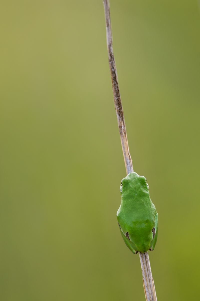 Gallery of macro images of nature photographer Nicolas Stettler.