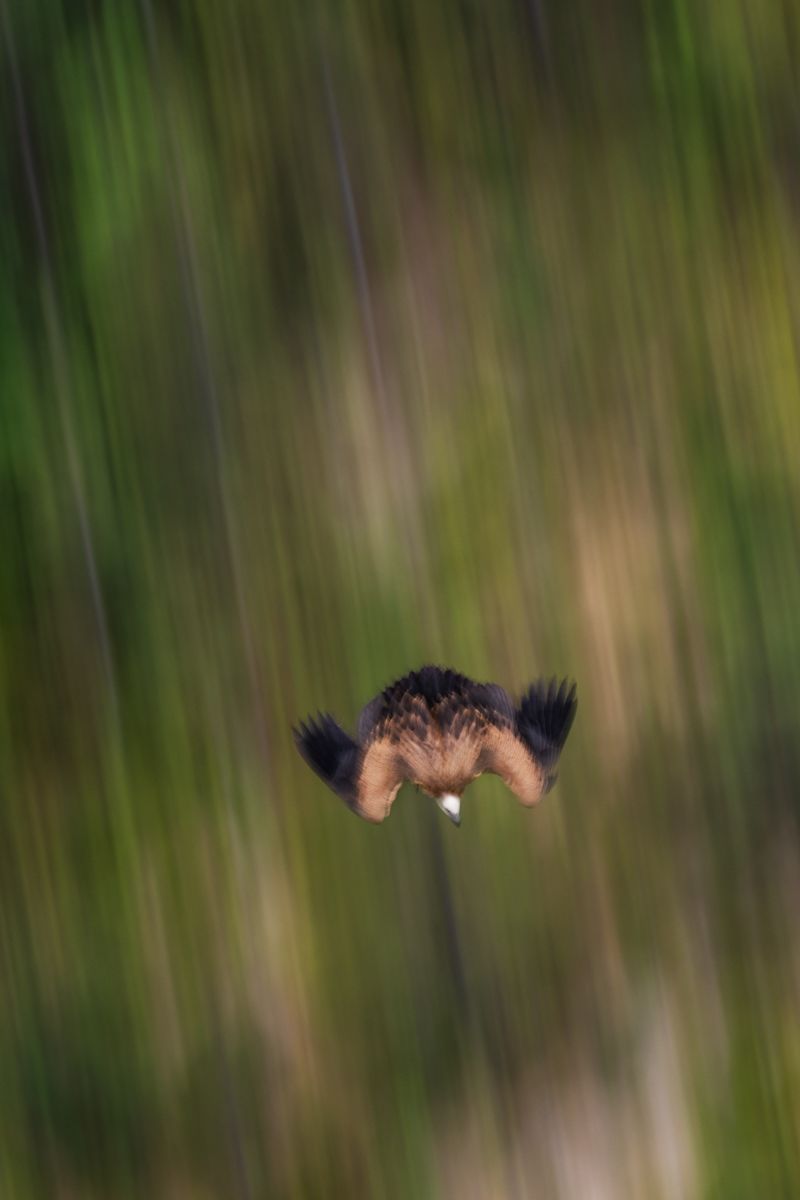 Galerie mit Fotos von Greifvögeln, fotografiert von Naturfotograf Nicolas Stettler.