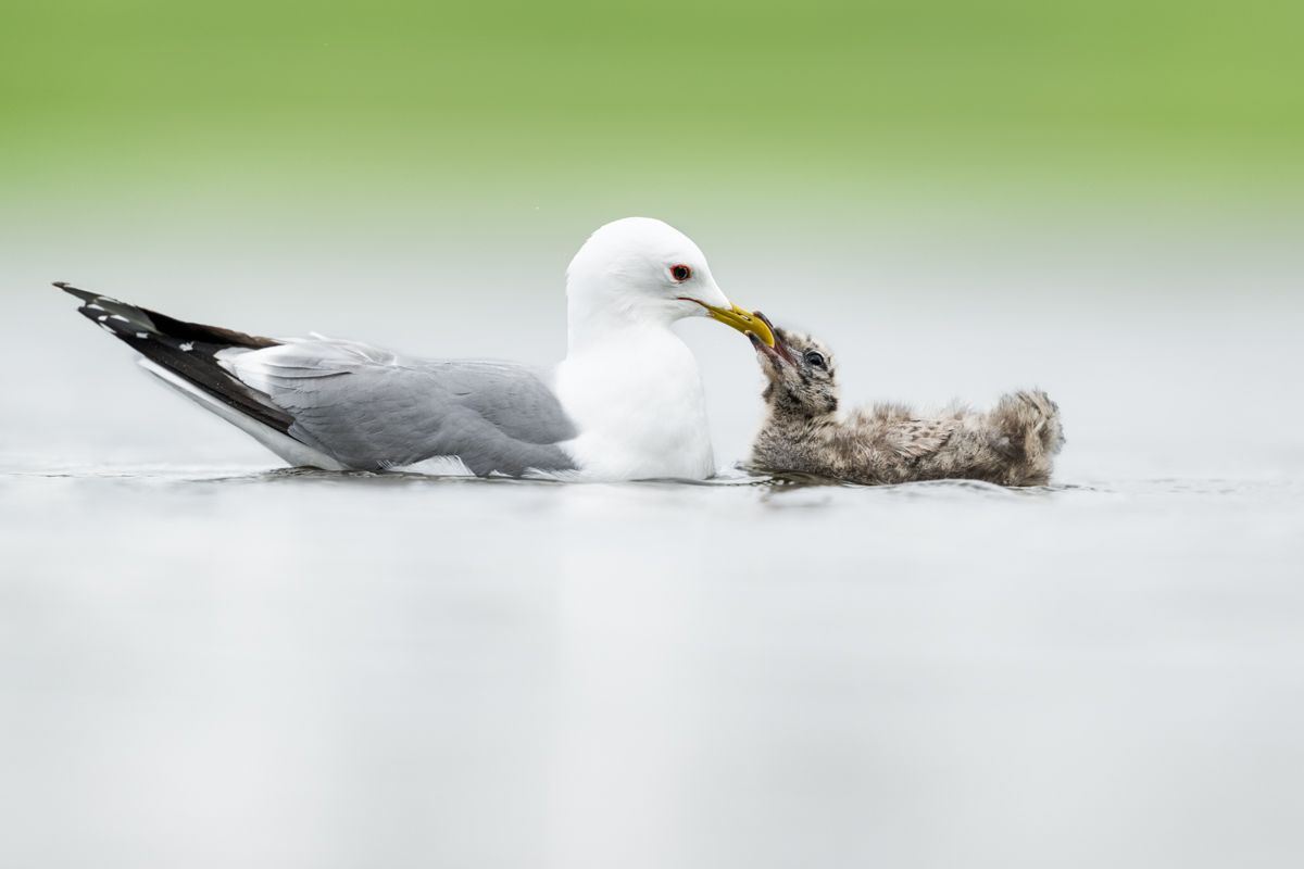 Gallery of water birds images of nature photographer Nicolas Stettler.