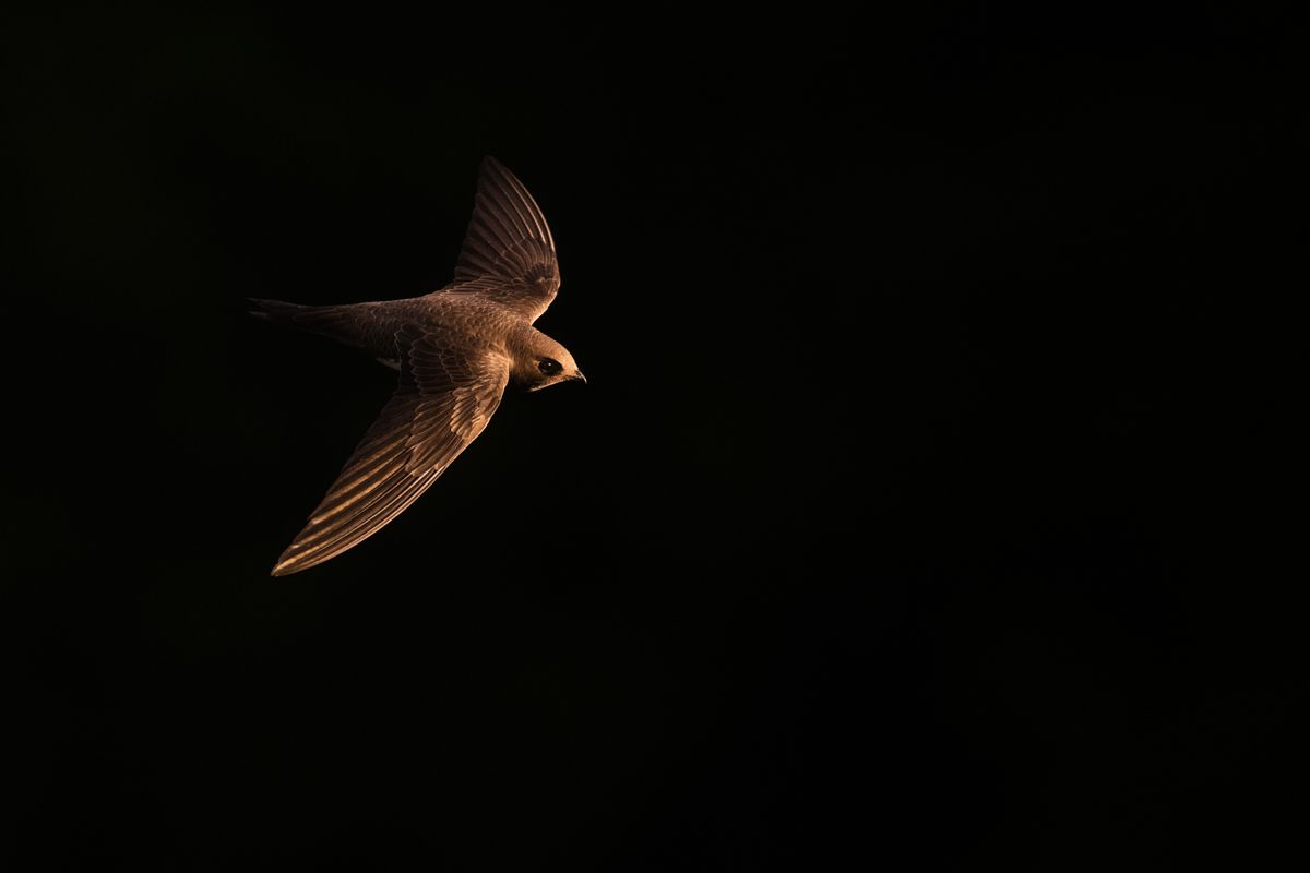 Gallery of swifts and swallows, photographed by nature photographer Nicolas Stettler.